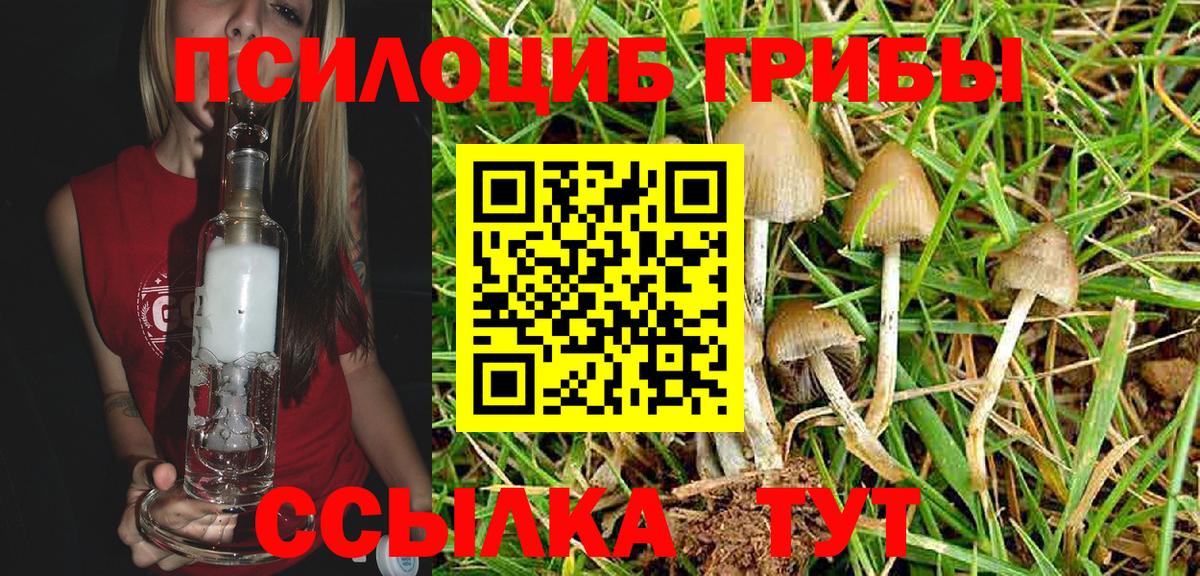 Галлюциногенные грибы Psilocybe Гудермес